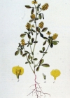 Einzelbild 4 Feld-Klee - Trifolium campestre