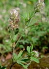 Einzelbild 2 Hasen-Klee - Trifolium arvense