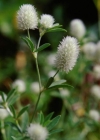 Einzelbild 3 Hasen-Klee - Trifolium arvense