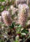 Einzelbild 1 Hasen-Klee - Trifolium arvense