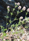 Einzelbild 4 Hasen-Klee - Trifolium arvense