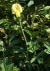 Einzelbild 4 Gelbe Spargelerbse - Lotus maritimus