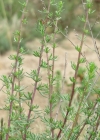 Einzelbild 1 Feld-Beifuss - Artemisia campestris