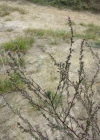 Einzelbild 3 Feld-Beifuss - Artemisia campestris