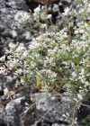 Einzelbild 3 Hügel-Waldmeister - Asperula cynanchica