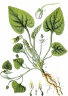 Einzelbild 2 Weisses Veilchen - Viola alba