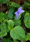 Einzelbild 2 Hain-Veilchen - Viola riviniana