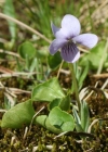 Einzelbild 2 Sumpf-Veilchen - Viola palustris