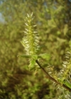 Einzelbild 2 Grau-Weide - Salix cinerea