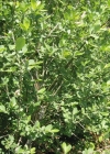 Einzelbild 3 Grau-Weide - Salix cinerea