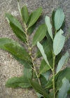 Einzelbild 4 Grau-Weide - Salix cinerea