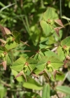 Einzelbild 3 Süsse Wolfsmilch - Euphorbia dulcis