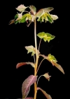 Einzelbild 4 Süsse Wolfsmilch - Euphorbia dulcis