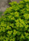 Einzelbild 3 Warzige Wolfsmilch - Euphorbia verrucosa