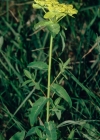 Einzelbild 4 Warzige Wolfsmilch - Euphorbia verrucosa