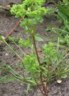 Einzelbild 2 Garten-Wolfsmilch - Euphorbia peplus