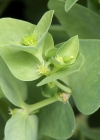 Einzelbild 1 Garten-Wolfsmilch - Euphorbia peplus