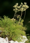 Einzelbild 4 Augenwurz - Athamanta cretensis
