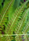 Einzelbild 1 Wald-Frauenfarn - Athyrium filix-femina