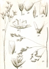 Einzelbild 4 Draht-Schmiele - Avenella flexuosa