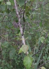 Einzelbild 2 Moor-Birke - Betula pubescens
