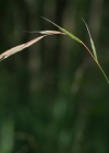 Einzelbild 4 Wald-Zwenke - Brachypodium sylvaticum