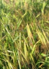 Einzelbild 1 Taube Trespe - Bromus sterilis