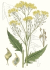 Einzelbild 3 Glattes Zackenschötchen - Bunias orientalis
