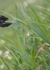 Einzelbild 3 Trauer-Segge - Carex atrata