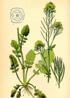 Einzelbild 2 Gemeine Winterkresse - Barbarea vulgaris