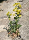 Einzelbild 1 Gemeine Winterkresse - Barbarea vulgaris