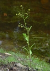 Einzelbild 1 Echte Sumpfkresse - Rorippa palustris