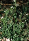 Einzelbild 2 Wald-Schaumkraut - Cardamine flexuosa aggr.