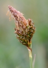 Einzelbild 3 Frühlings-Segge - Carex caryophyllea