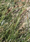 Einzelbild 3 Krumm-Segge - Carex curvula