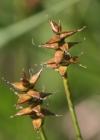 Einzelbild 4 Davalls Segge - Carex davalliana