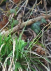 Einzelbild 3 Finger-Segge - Carex digitata