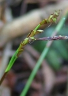 Einzelbild 1 Finger-Segge - Carex digitata