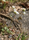Einzelbild 2 Frühlings-Hungerblümchen - Erophila verna aggr.