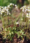 Einzelbild 1 Frühlings-Hungerblümchen - Erophila verna aggr.