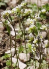 Einzelbild 3 Frühlings-Hungerblümchen - Erophila verna aggr.