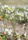 Einzelbild 4 Frühlings-Hungerblümchen - Erophila verna aggr.