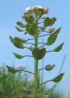 Einzelbild 3 Stängelumfassendes Täschelkraut - Thlaspi perfoliatum