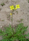 Einzelbild 2 Schmalblättriger Doppelsame - Diplotaxis tenuifolia