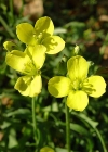 Einzelbild 4 Schmalblättriger Doppelsame - Diplotaxis tenuifolia