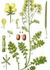 Einzelbild 2 Brunnenkressenblättrige Rampe - Erucastrum nasturtiifolium