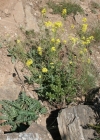 Einzelbild 4 Brunnenkressenblättrige Rampe - Erucastrum nasturtiifolium