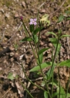 Einzelbild 2 Kleinblütiges Weidenröschen - Epilobium parviflorum