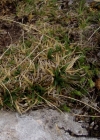 Einzelbild 3 Polster-Segge - Carex firma