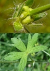 Einzelbild 2 Weicher Storchschnabel - Geranium molle